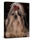 Shih Tzu Portrait with Hair Tied Up, Showing Length of Facial Hair-Adriano Bacchella-Premier Image Canvas