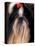 Shih Tzu Portrait with Hair Tied Up-Adriano Bacchella-Premier Image Canvas