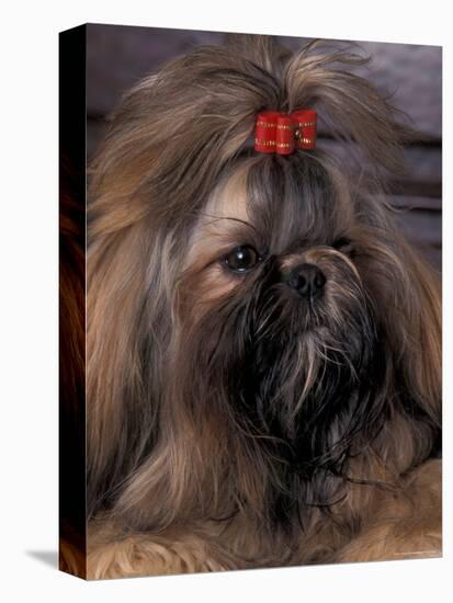 Shih Tzu Portrait with Hair Tied Up-Adriano Bacchella-Premier Image Canvas