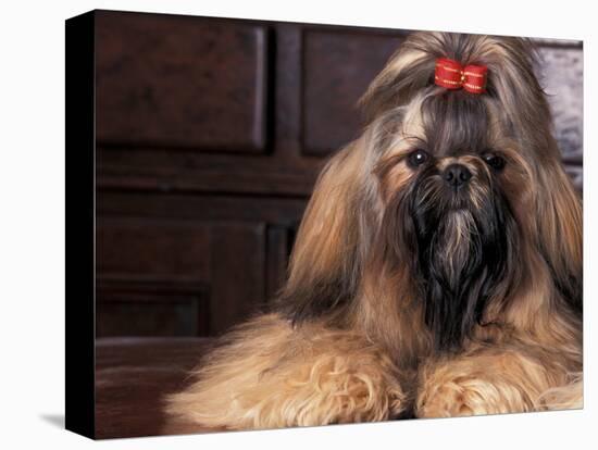 Shih Tzu Portrait with Hair Tied Up-Adriano Bacchella-Premier Image Canvas