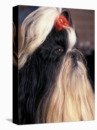 Shih Tzu Profile with Hair Tied Up-Adriano Bacchella-Premier Image Canvas