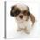 Shih Tzu Pup, 7 Weeks Old, Sitting Down-Jane Burton-Premier Image Canvas