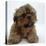 Shih Tzu Puppy, 7 Weeks Old, Lying Down with Head Up-Jane Burton-Premier Image Canvas