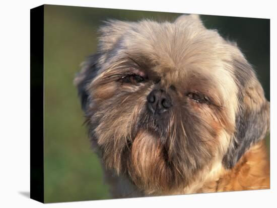 Shih Tzu Puppy Portrait-Adriano Bacchella-Premier Image Canvas