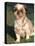 Shih Tzu Puppy Sitting on Grass-Adriano Bacchella-Premier Image Canvas