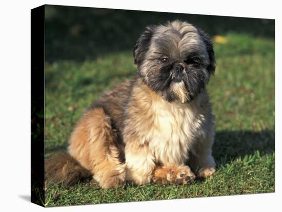 Shih Tzu Puppy Sitting on Grass-Adriano Bacchella-Premier Image Canvas