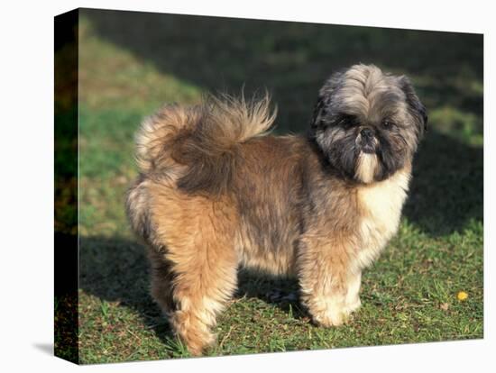 Shih Tzu Puppy Standing on Grass-Adriano Bacchella-Premier Image Canvas