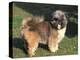 Shih Tzu Puppy Standing on Grass-Adriano Bacchella-Premier Image Canvas