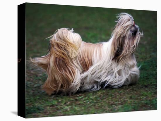 Shih Tzu Running-Adriano Bacchella-Premier Image Canvas