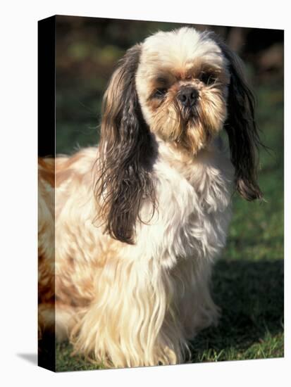 Shih Tzu with Facial Hair Cut Short-Adriano Bacchella-Premier Image Canvas