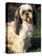 Shih Tzu with Facial Hair Cut Short-Adriano Bacchella-Premier Image Canvas