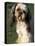 Shih Tzu with Facial Hair Cut Short-Adriano Bacchella-Premier Image Canvas