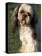 Shih Tzu with Facial Hair Cut Short-Adriano Bacchella-Premier Image Canvas