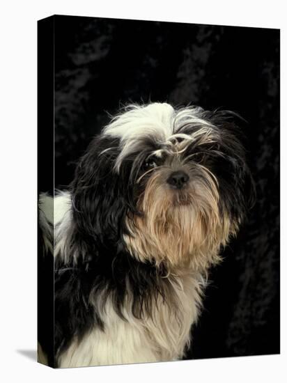 Shih Tzu with Hair Cut Short-Adriano Bacchella-Premier Image Canvas