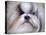 Shihtzu Portrait-Jai Johnson-Premier Image Canvas