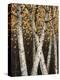 Shimmering Birches 1-Arnie Fisk-Stretched Canvas