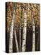 Shimmering Birches 2-Arnie Fisk-Stretched Canvas