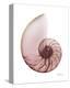 Shimmering Blush Snail 1-Albert Koetsier-Stretched Canvas