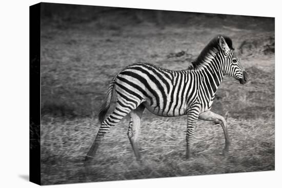 Shinde Camp, Okavango Delta, Botswana, Africa. Young Plains Zebra-Janet Muir-Premier Image Canvas
