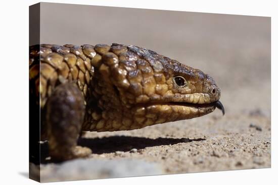 Shingle-Back Skink-Paul Souders-Premier Image Canvas