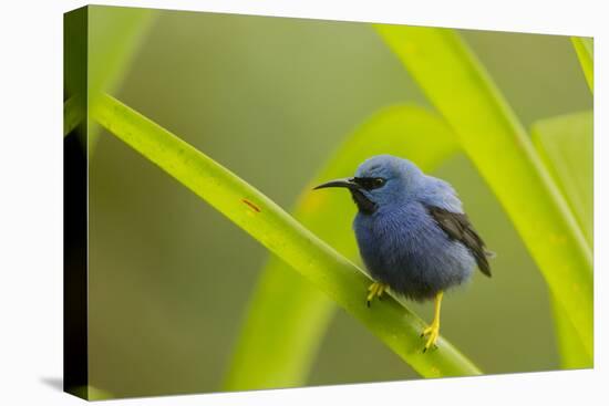 Shining Honeycreeper (Cyanerpes Lucidus) Costa Rica-Paul Hobson-Premier Image Canvas