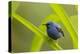 Shining Honeycreeper (Cyanerpes Lucidus) Costa Rica-Paul Hobson-Premier Image Canvas