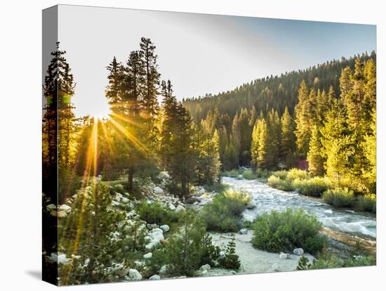 Shining Light In Sequoia National Park-Daniel Kuras-Premier Image Canvas