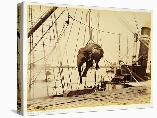 Shipping a Burmese Elephant-English Photographer-Premier Image Canvas