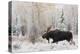 Shiras Bull Moose, Autumn Snow-Ken Archer-Stretched Canvas