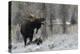 Shiras Bull Moose Courting Cow Moose-Ken Archer-Premier Image Canvas