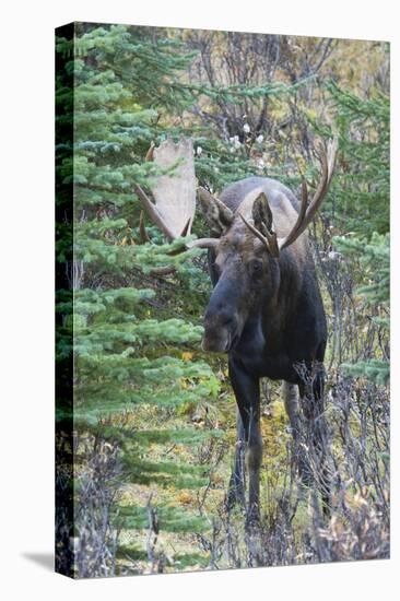 Shiras Bull Moose-Ken Archer-Premier Image Canvas