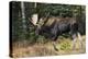 Shiras Bull Moose-Ken Archer-Premier Image Canvas