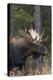 Shiras Bull Moose-Ken Archer-Premier Image Canvas