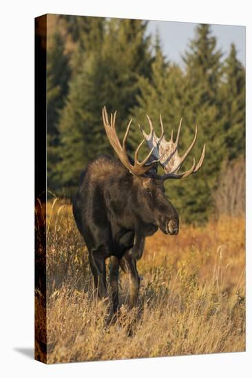 Shiras bull moose-Ken Archer-Premier Image Canvas