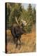 Shiras bull moose-Ken Archer-Premier Image Canvas