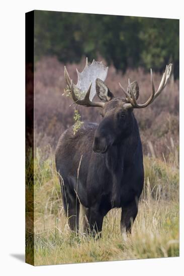 Shiras bull moose-Ken Archer-Premier Image Canvas