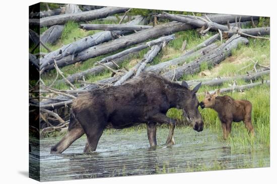 Shiras Cow Moose with Calf-Ken Archer-Premier Image Canvas