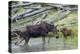 Shiras Cow Moose with Calf-Ken Archer-Premier Image Canvas