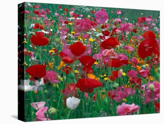 Shirley Mixed and California Poppy Field, Washington, USA-Jamie & Judy Wild-Premier Image Canvas