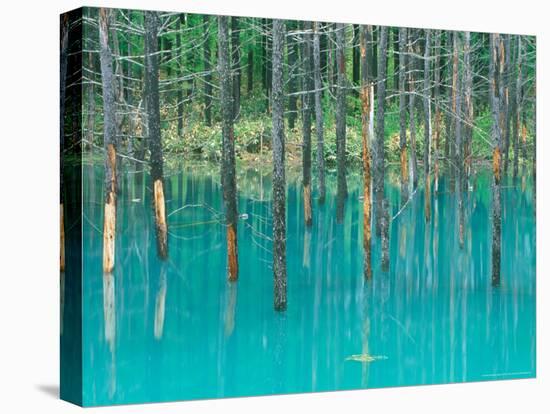 Shirogane Hot Springs, Blue Marsh, Hokkaido, Japan-Rob Tilley-Premier Image Canvas