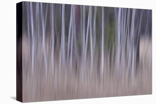 Shivering Silver 2-Jacob Berghoef-Premier Image Canvas