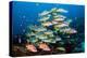shoal of large reef fish, maldives-alex mustard-Premier Image Canvas