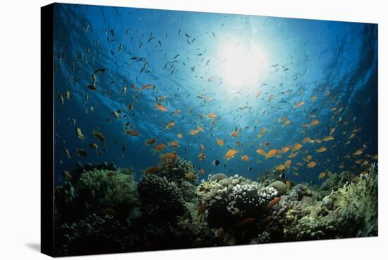 Shoal of Orange Anthias-Louise Murray-Premier Image Canvas