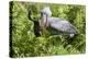 Shoebill stork feeding on a Spotted African lungfish in the swamps of Mabamba, Lake Victoria-Eric Baccega-Premier Image Canvas