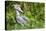 Shoebill stork, swamps of Mabamba, Lake Victoria, Uganda-Eric Baccega-Premier Image Canvas