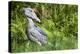 Shoebill stork, swamps of Mabamba, Lake Victoria, Uganda-Eric Baccega-Premier Image Canvas