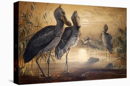 Shoebilled Stork, 1861-Joseph Wolf-Premier Image Canvas