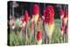 Shore Acres State Park, Oregon, USA. Red hot poker flowers on the Oregon coast.-Emily Wilson-Premier Image Canvas