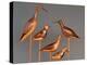 Shore Bird Decoys, USA-Gavriel Jecan-Premier Image Canvas