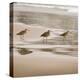 Shore Birds II-Danita Delimont-Stretched Canvas